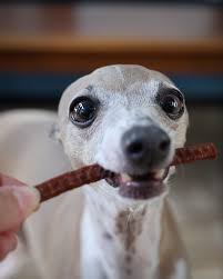 Tilted Barn 🍁Instawags Treat Sticks 4pc pack