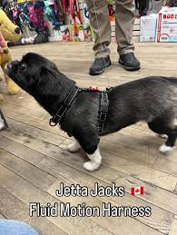 JettaJacks🍁 Coal Fluid Motion Harness