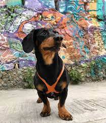 Buddy Belts 🍁Caramel Genuine Leather Harness