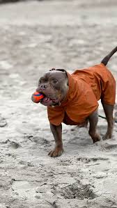 RC Pets🍁 Caramel Stormrunner Jacket for Dogs