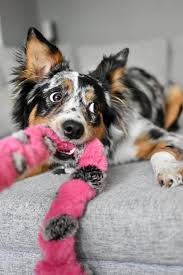 Schum-Tug 🍁Grey & Black