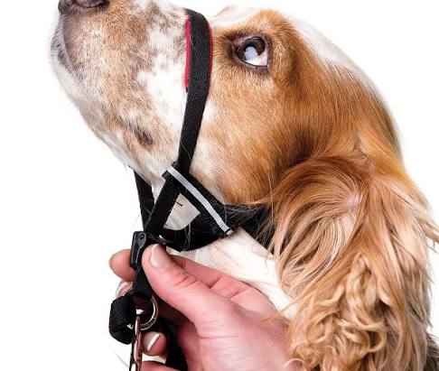 Company of Animals Halti Optifit