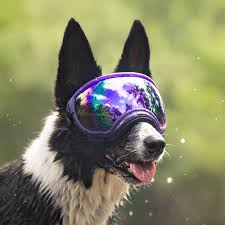 Rex Specs V2 Purple Mirror Lens