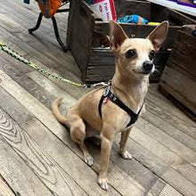 Buddy Belts🍁 Black Genuine Leather Harness