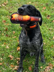 Original Terrritory Brand Dog Co. Beer Bottle with Water Bottle  Crunch Toy 11"