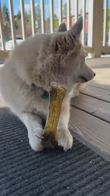 Wag & Bright 🍁 Pork & Parsley Mighty Marrows Dental Chew for Dogs