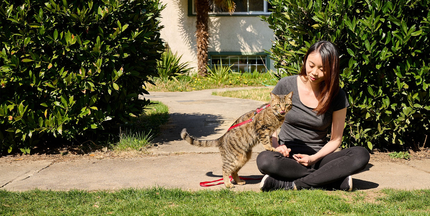 RC Pets🍁 Primary Kitty Harness