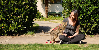 RC Pets🍁 Primary Kitty Harness