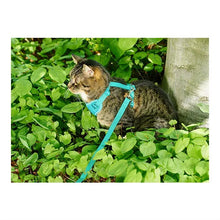 RC Pets 🍁Teal Adventure Kitty Harness