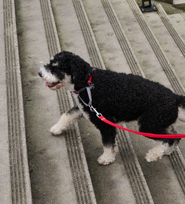 RC Pets🍁 Red Primary Web Training Clip Collar