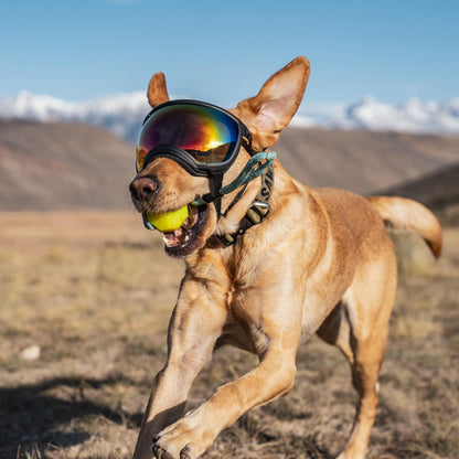 Rex Specs V2 Black Goggles for Dogs