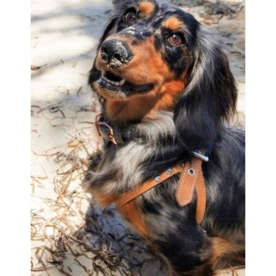 Buddy Belts 🍁Caramel Genuine Leather Harness