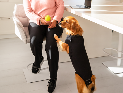 Suitical Black Dog Recovery Suit