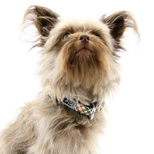 RC Pets🍁 Tan Tartan Clip Collar