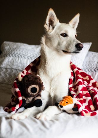 Tall Tails Red Bone Dog Blanket