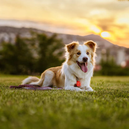 Tickless Classic Beige Ultrasonic Tick and Flea Repellent