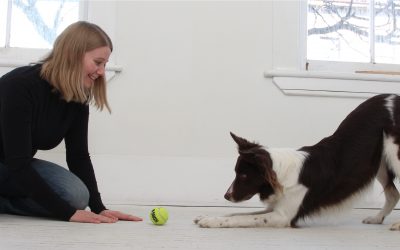 Dog Training: The time to start is now!